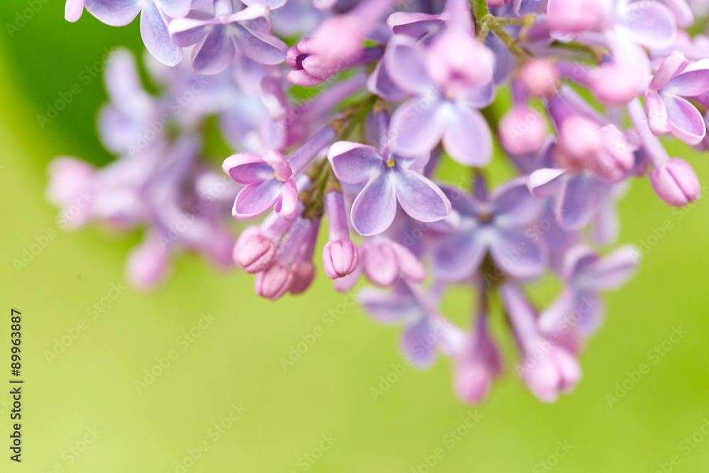 Obraz premium Beautiful flowers