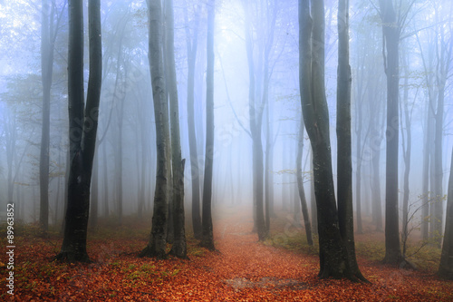 Halloween foggy forest