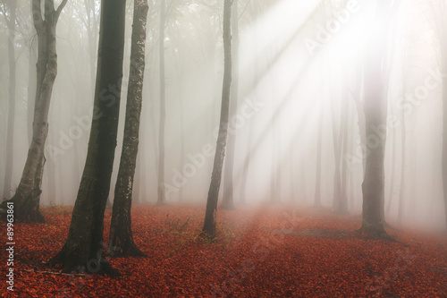 Sun light in foggy forest