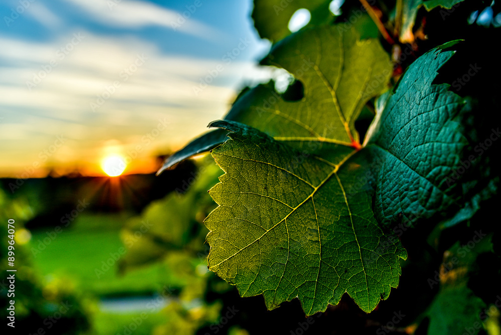 Obraz premium Fig leaf at sunset