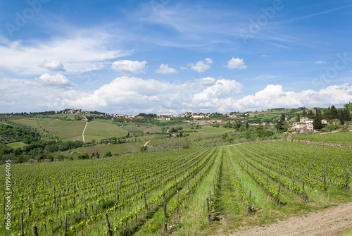 Fototapeta Naklejka Na Ścianę i Meble -  Tuscan vineyard