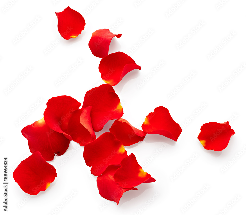 Rose petals