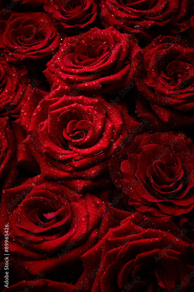Obraz premium Roses with drops of water