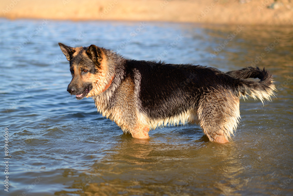 German shepherd jumping into the water on his hind legs with an German shepherd jumping into the water on his hind legs with an
