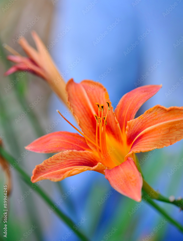 Hemerocallis - Beautiful daylily flowers blossom in the garden Hemerocallis - Beautiful daylily flowers blossom in the garden