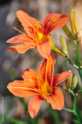 Hemerocallis - Beautiful daylily flowers blossom in the garden © nmelnychuk