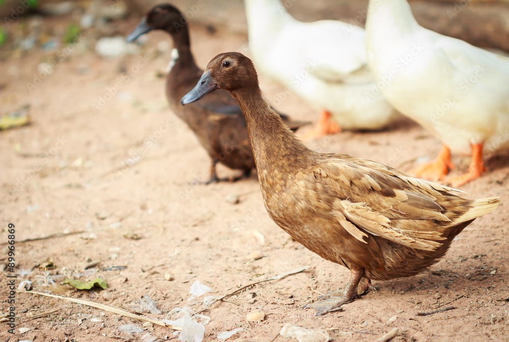 brown duck brown duck