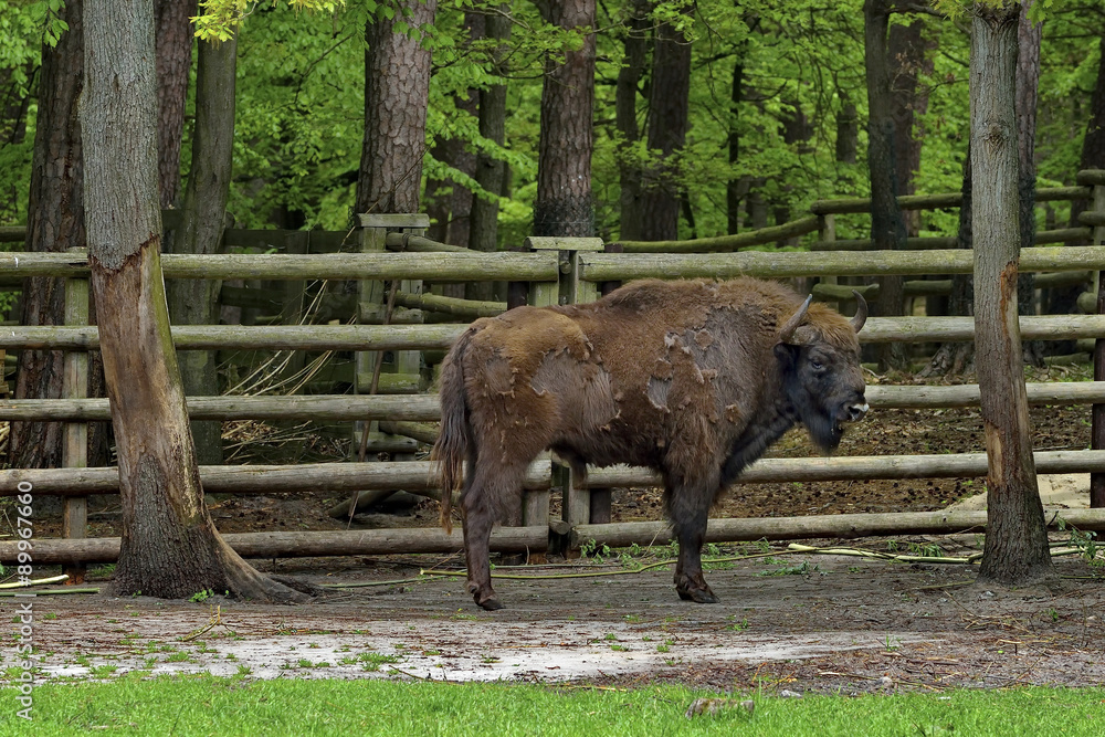 Aurochs in Bialowieski National Park - Poland Aurochs in Bialowieski National Park - Poland