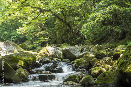 森の中を流れる菊池渓谷の清流