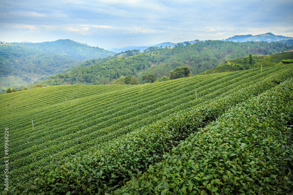 Tea plantation landscape with blue sky background at 101 Tea,Nor