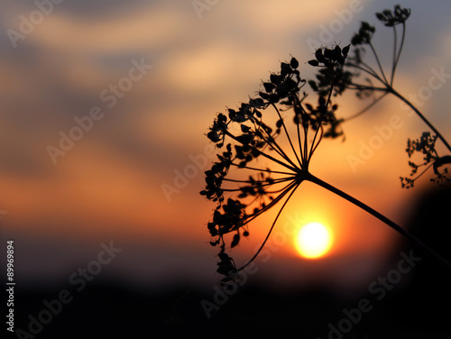 Fotografia Evening in the forest. Sunset late at night in the woods.