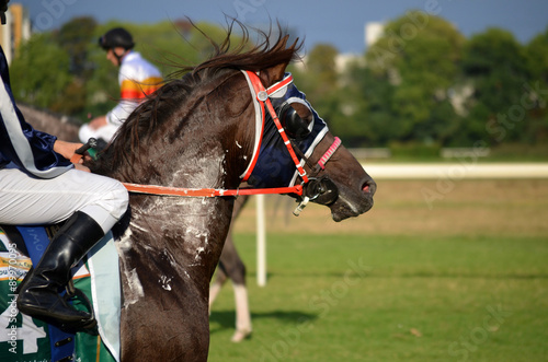 Arabian horse racing 