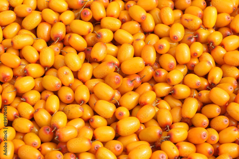Background from an orange ripe sea-buckthorn outdoors