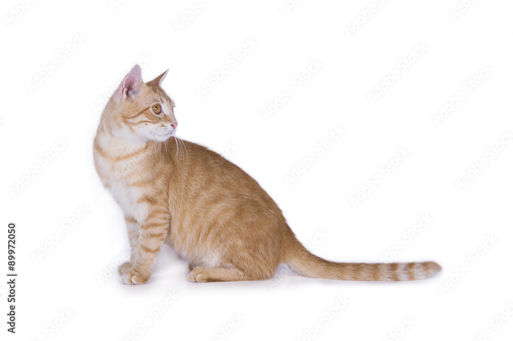 cat plays on a white background isolated