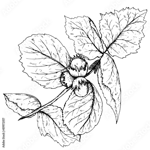 HAnd drawn vector illustration of hazelnut branch and leaves