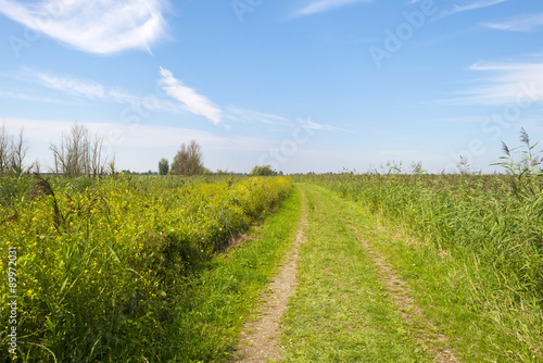 Reed in a field in summer