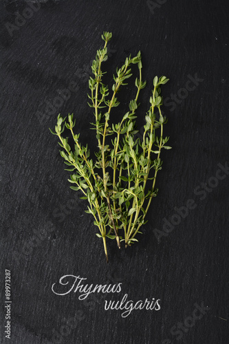 fresh green thyme on dark slate and the Latin name: Thymus vulga