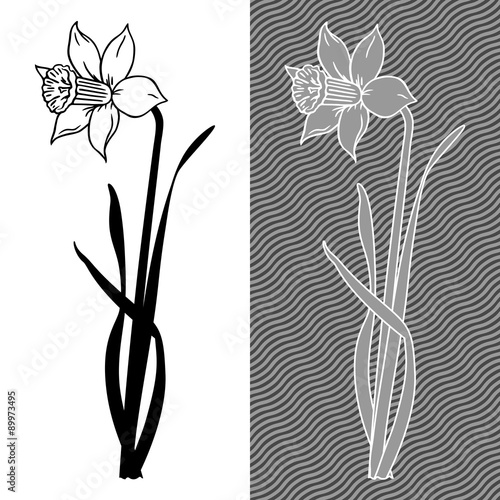 Hand-drawn stylized illustration of narcissus flower.