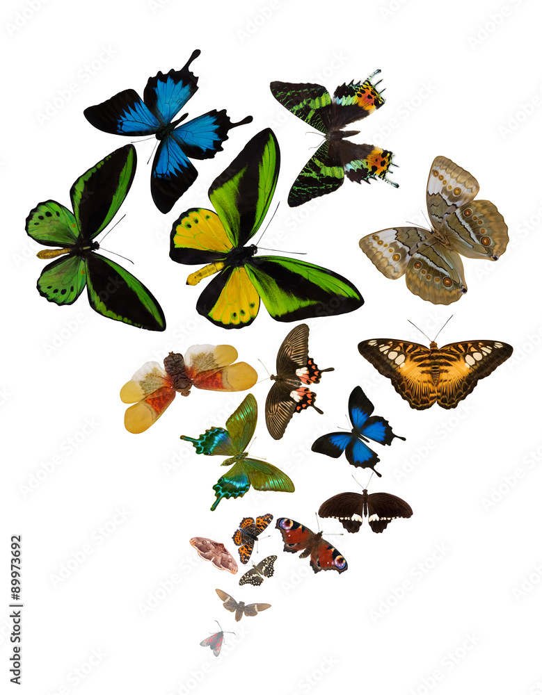 Obraz premium large group of bright color butterflies isolated on white