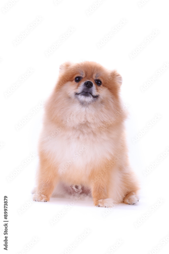 Obraz premium brown pomeranian dog isolated on white background, cute pet