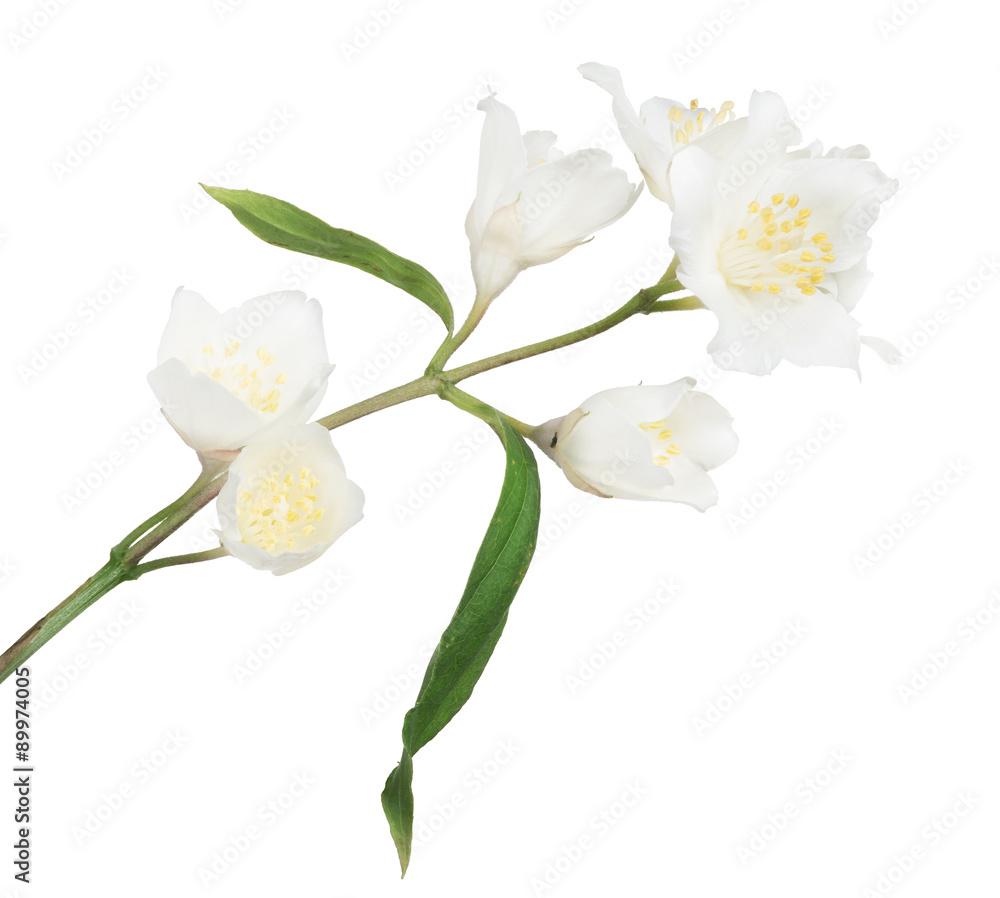Obraz premium white jasmin branch with six blooms