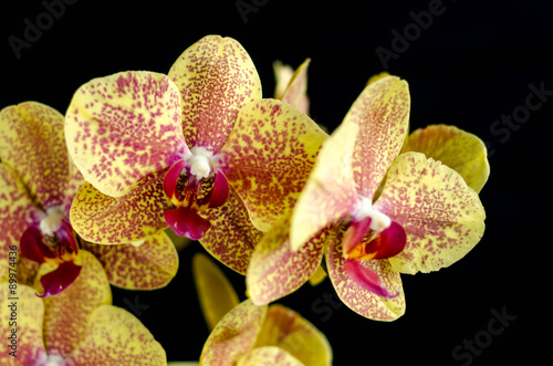 Yellow striped orchid up close