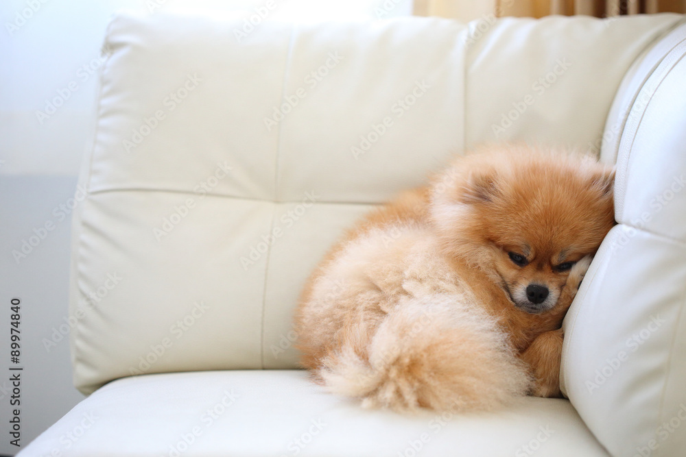 pomeranian dog cute pets sleeping on white leather sofa