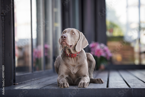 Fototapeta Naklejka Na Ścianę i Meble -  adorable weimaraner dog lying down