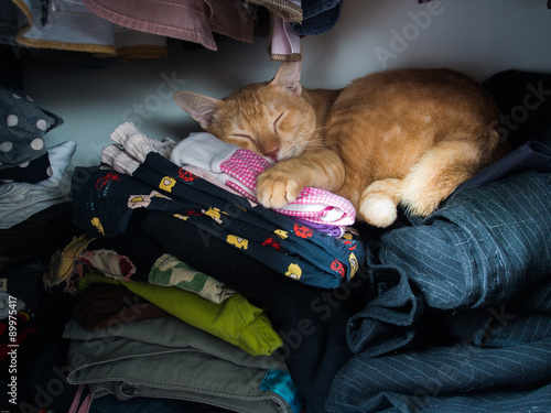 cat in wardrobe