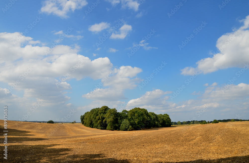 Feld mit Feldsoll bei Staffelde in der Uckermark