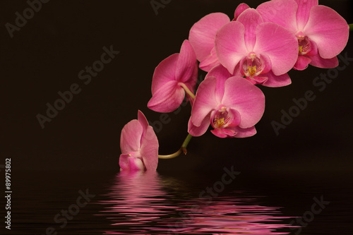 Fototapeta Naklejka Na Ścianę i Meble -  purple orchid flower reflexion