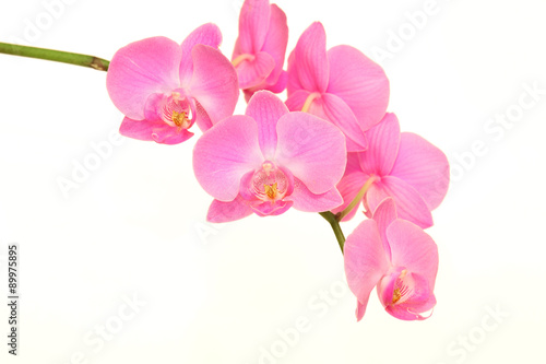 purple orchid flower on white background