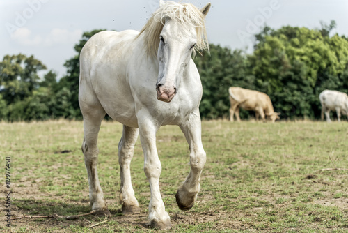 Le cheval Percheron © Pascal Martin
