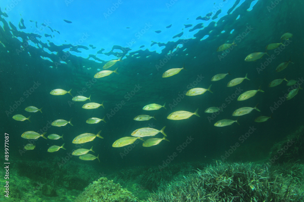 School of Amberjack fish in Mediterranean Sea School of Amberjack fish in Mediterranean Sea