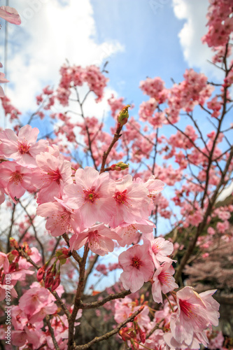 桜の花