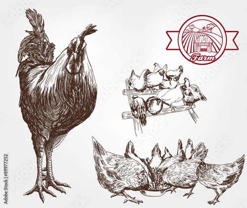 poultry breeding