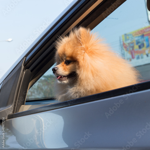 pomeranian dog cute pets in car © sutichak