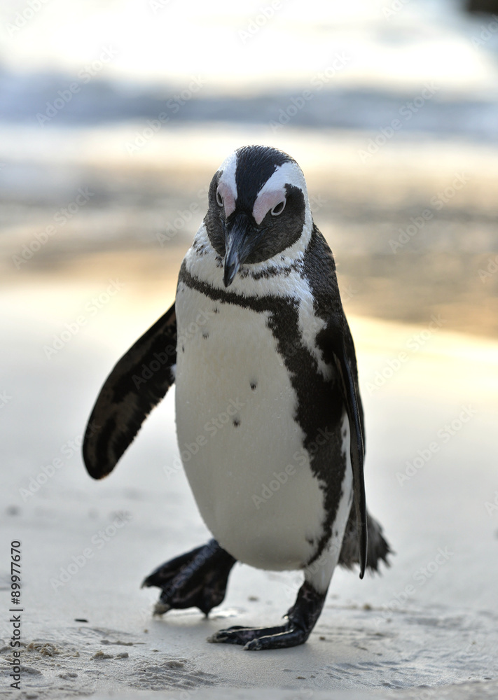 Fototapeta premium Portrait of African penguin (spheniscus demersus) at the Boulders colony. South Africa