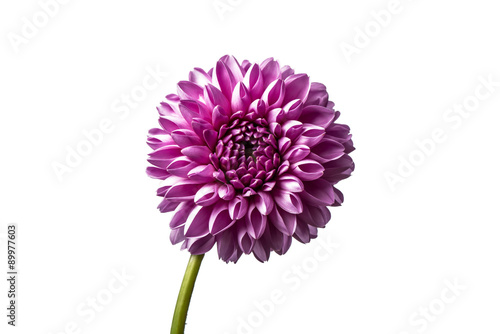 Fototapeta Naklejka Na Ścianę i Meble -  Dahlia. Dahlia flower isolated on black background.