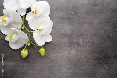Fototapeta Naklejka Na Ścianę i Meble -  White orchid on the grey background.