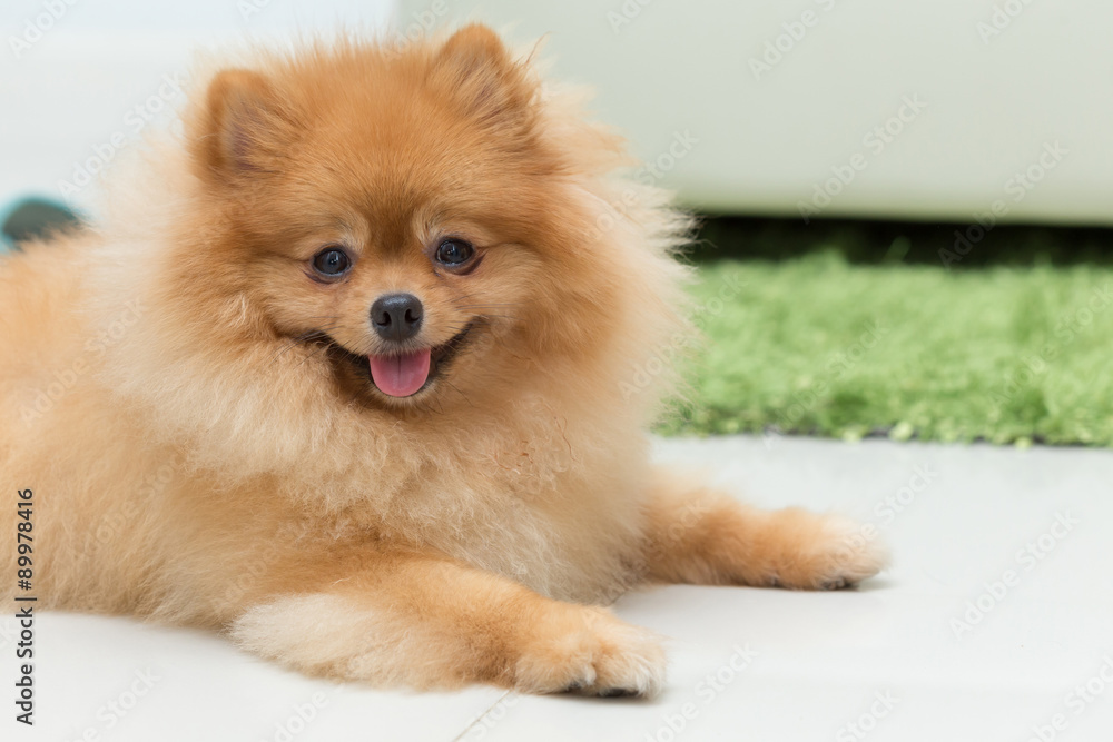 pomeranian dog cute pets happy in home pomeranian dog cute pets happy in home