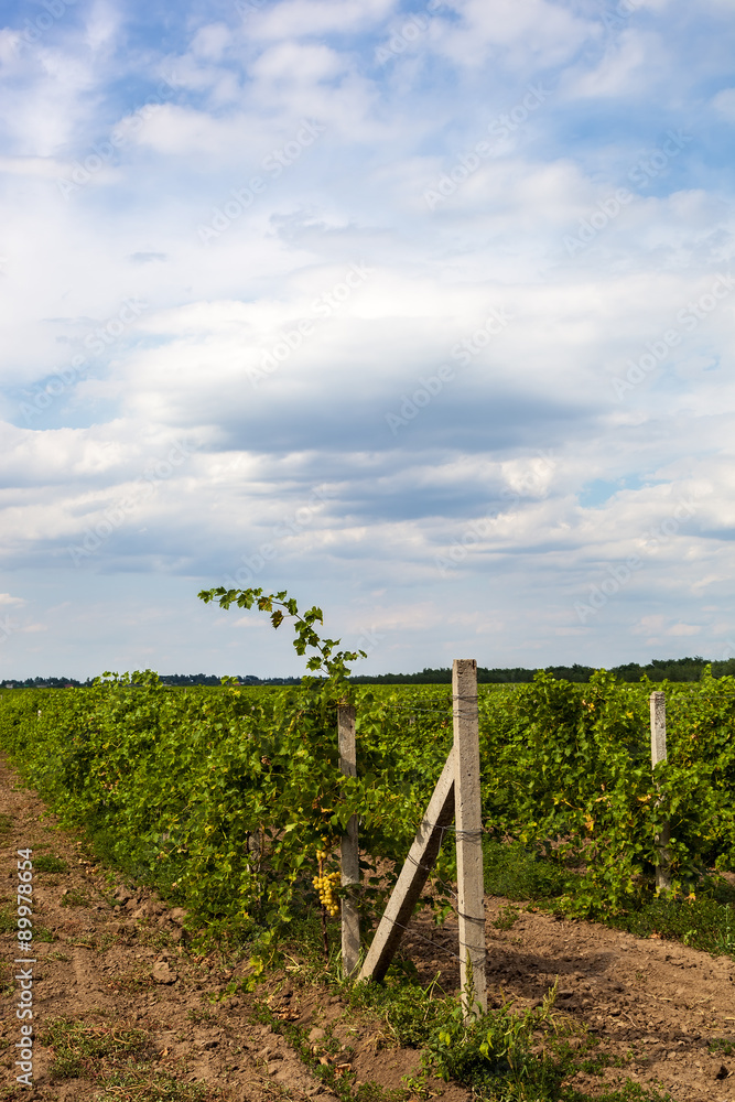 Fototapeta premium Vineyard on a background of blue sky with clouds