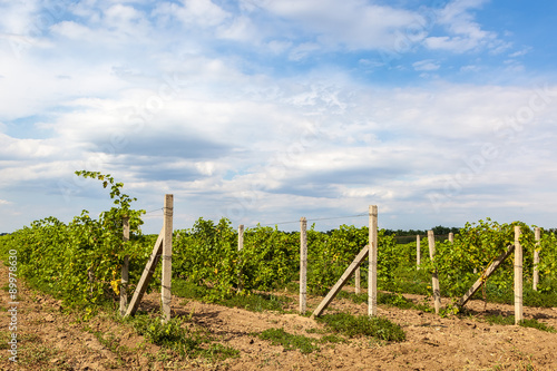 Vineyard on a background of blue sky with clouds