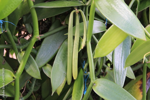 Fototapeta Naklejka Na Ścianę i Meble -  plans de vanille, île de la Réunion