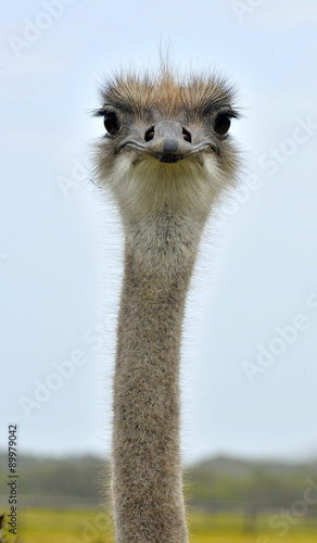 The Ostrich or Common Ostrich (Struthio camelus) is either one or two species of large flightless birds native to Africa