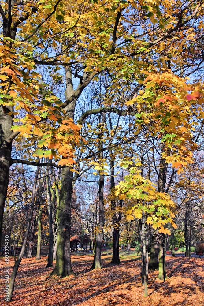 Fototapeta premium Autumn foliage - Park Miejski in Bytom, Poland