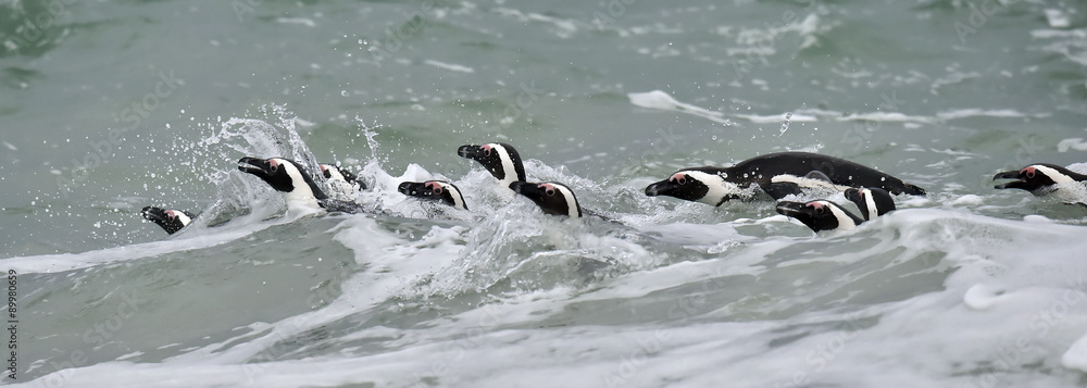 Fototapeta premium Swimming African penguins (spheniscus demersus), also known as the jackass penguin and black-footed penguin is a species of penguin. Cape Town, South Africa. 