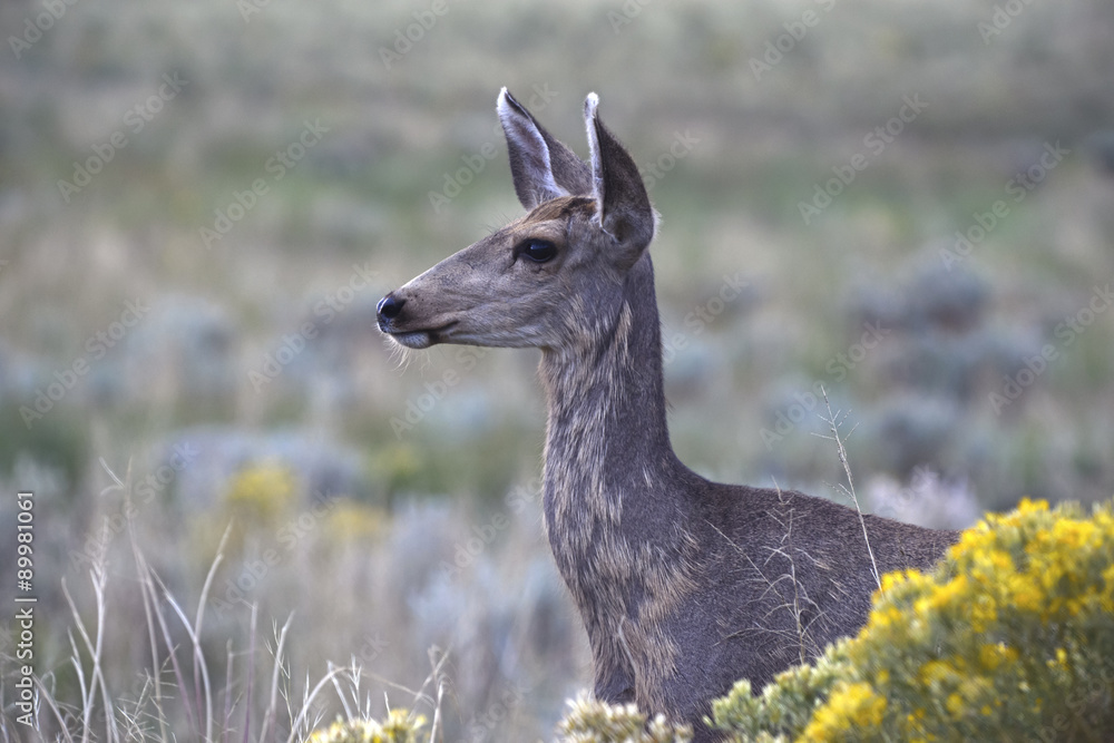 Mule Deer in grassland western America Mule Deer in grassland western America