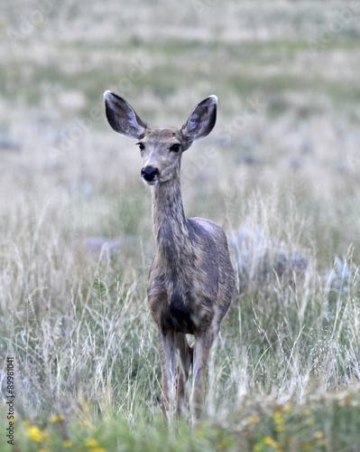 Mule Deer in grassland western America