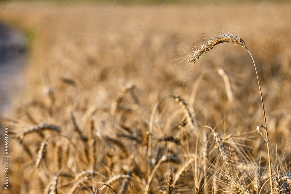 Fototapeta premium Ripe ear of wheat